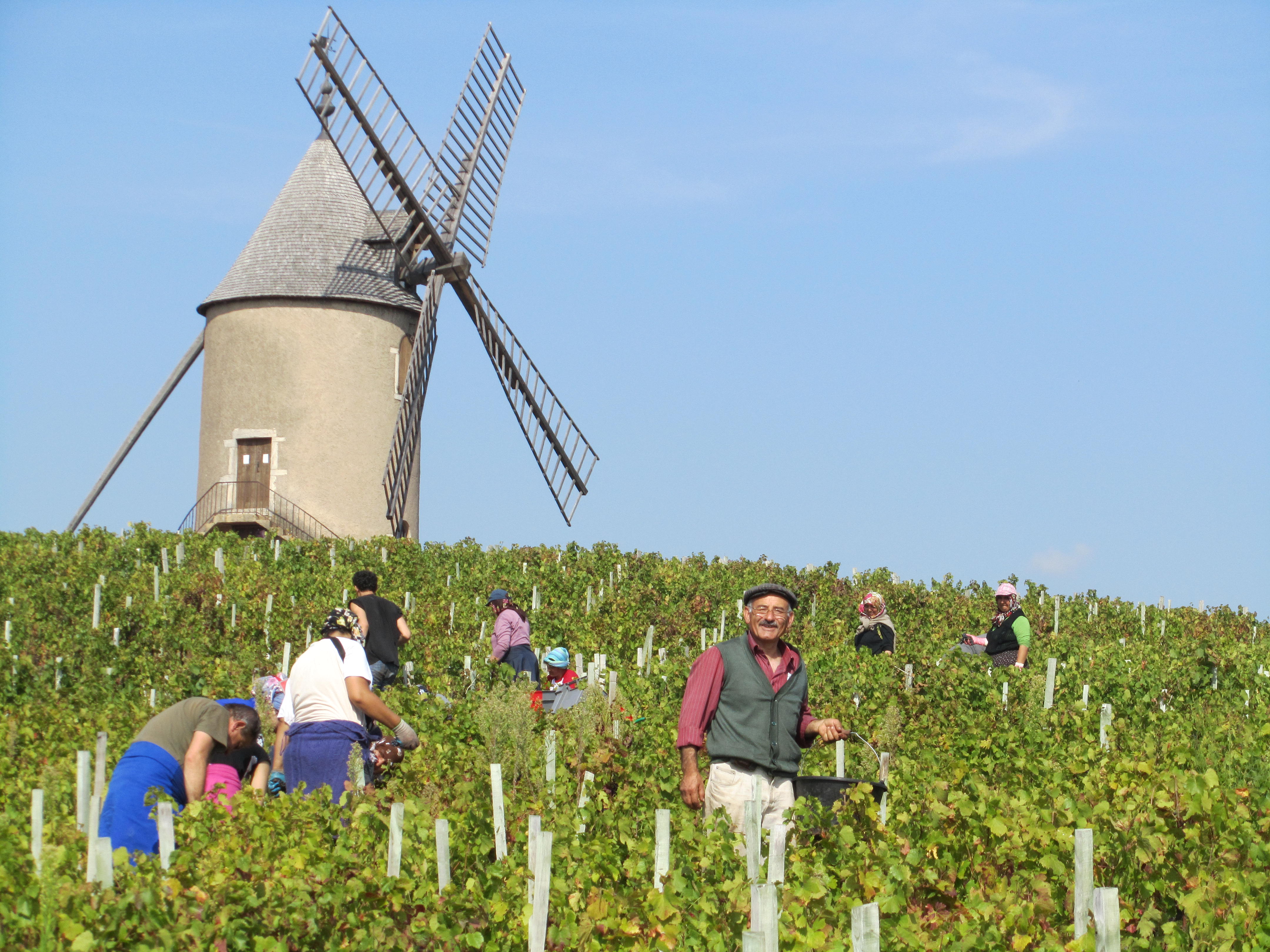 Labruyère veinimõisad